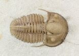 Scare Cyphaspis Carrolli Trilobite - Oklahoma #50971-2